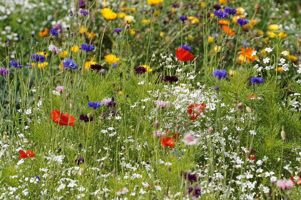 Wildblumenwiese