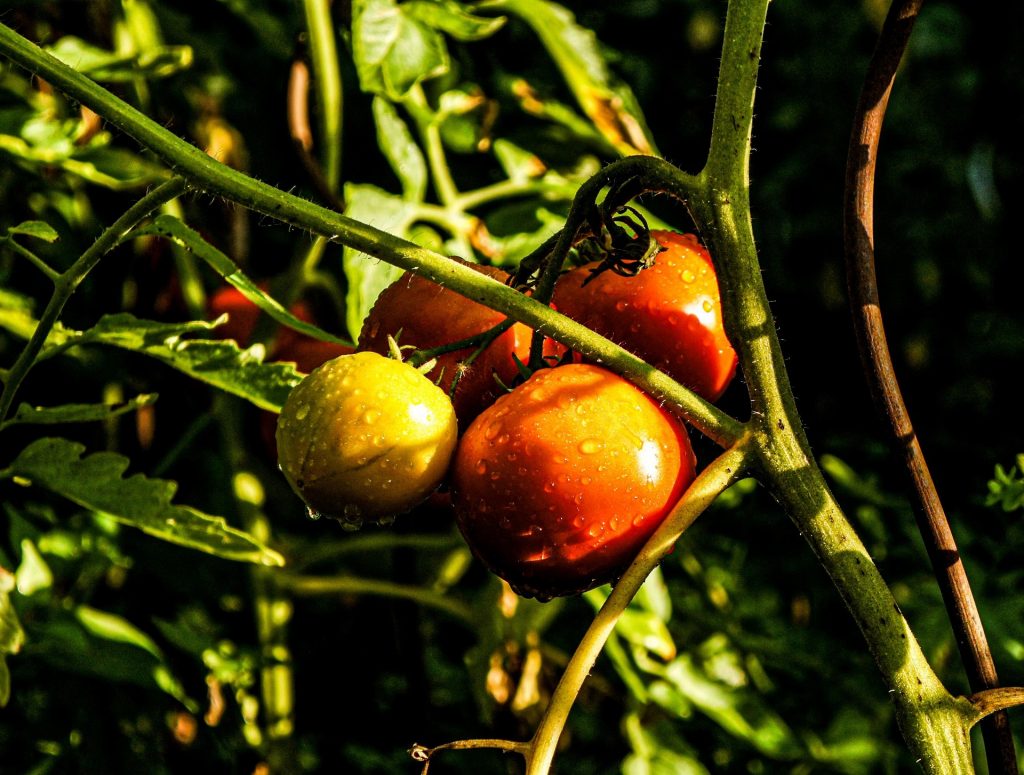 Tomatenpflanze