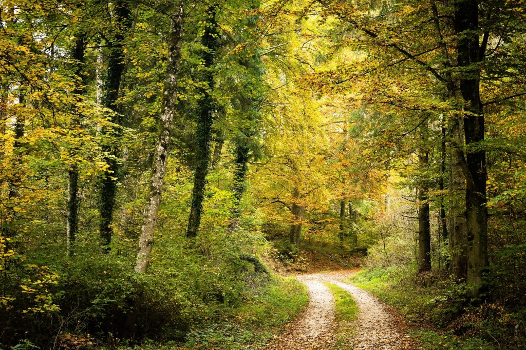 Laubwald