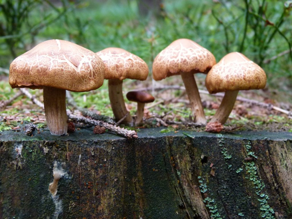 Pilze
