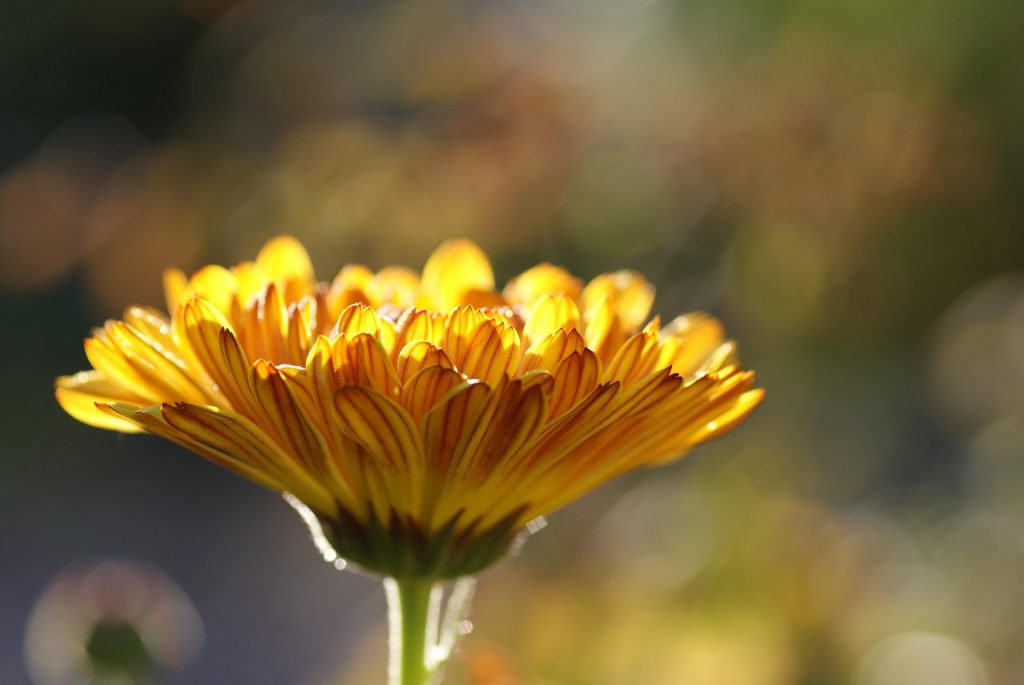 Gelbe Blume