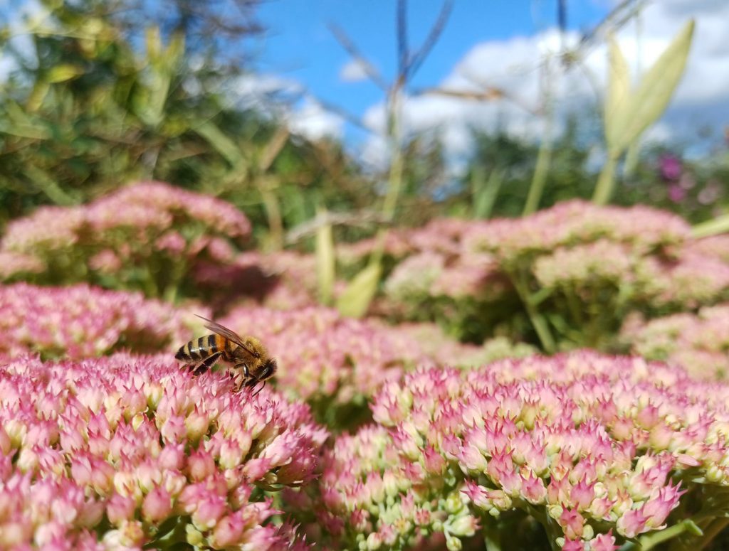 Wildbienen